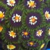 StarGazer Zoa