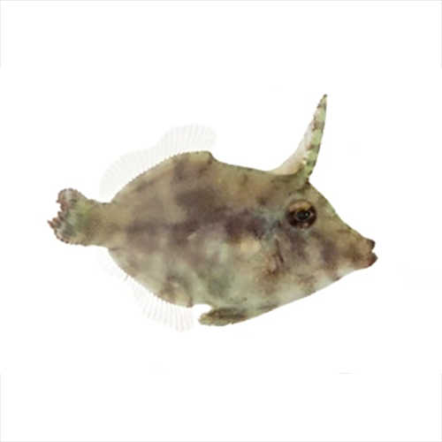 Aiptasia Eating Filefish
