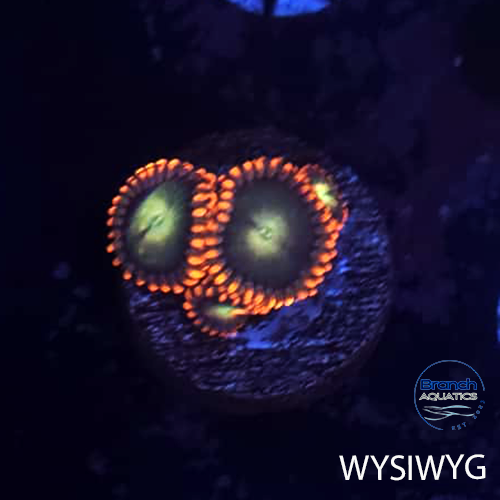 BA Nuclear Sunset 4 Polyp