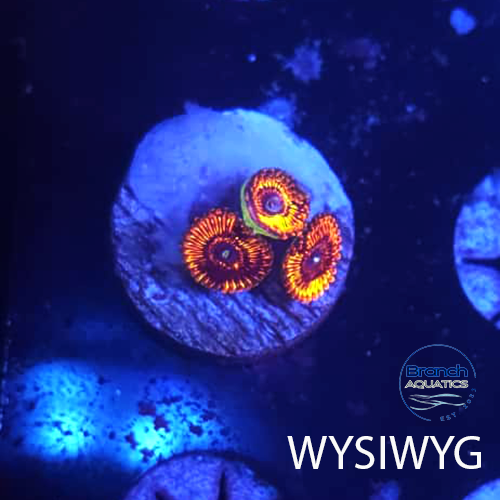 BA Twisted Pumpkin 3 polyp