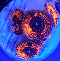 BA Twisted Pumpkin Zoanthid