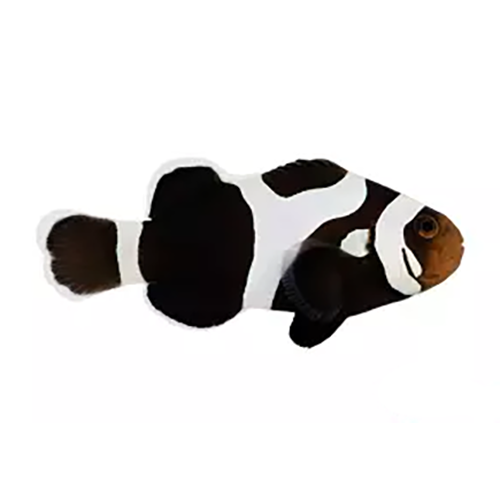 Black Gladitor Clownfish
