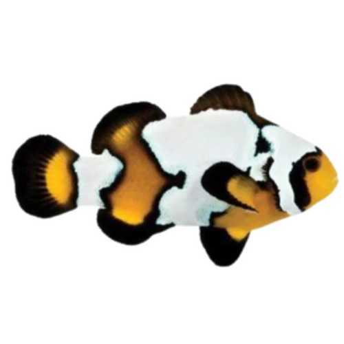 Black Ice Clownfish (Amphiprion ocellaris) – Captive Bred