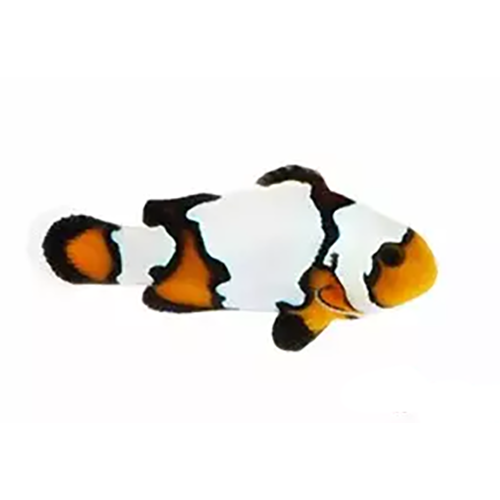 Black Ice Clownfish
