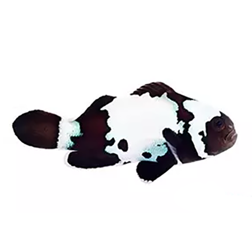 Black Snowflake Clownfish