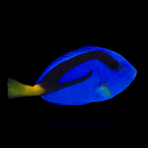 Blue Hippo Tang Aka " Dory "