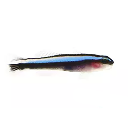 Blue Neon Goby