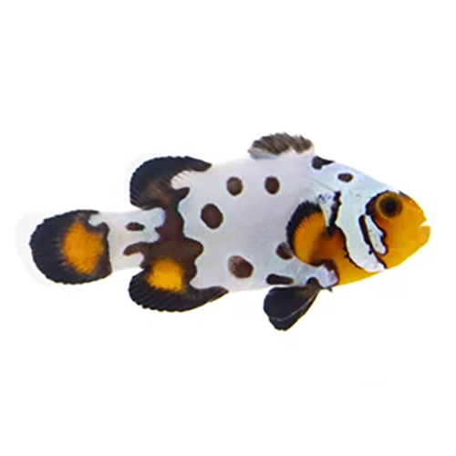 Bullet Hole Clownfish