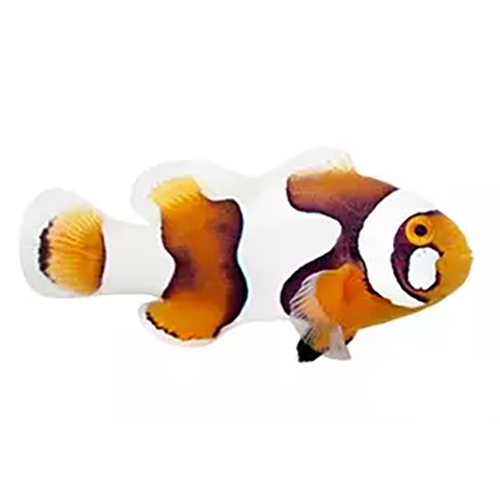Cheekspot Percula Clownfish