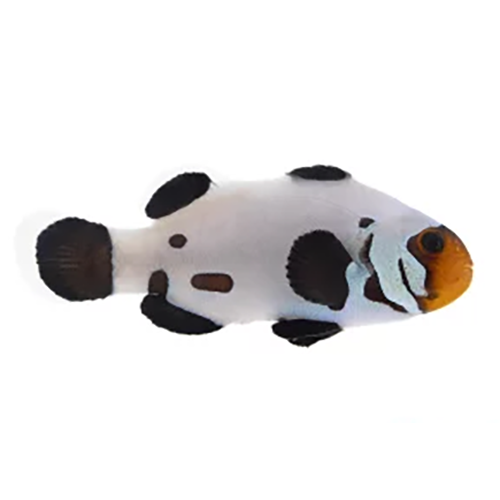 Dalmation Clownfish