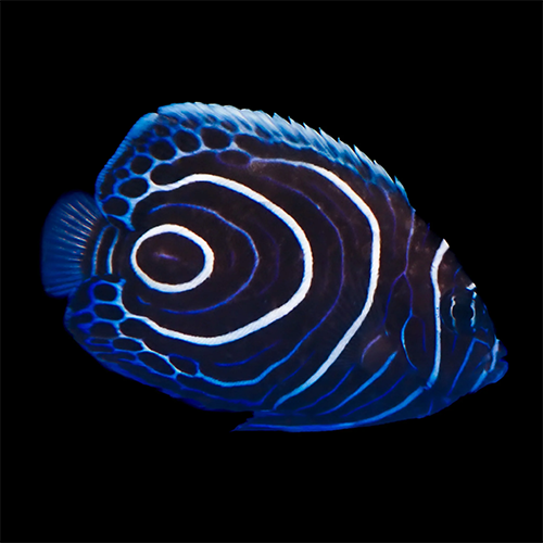 Emperor Angel Juvenile