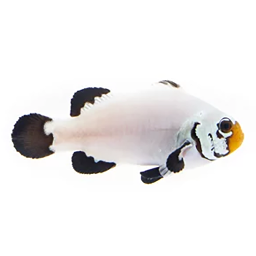 Flurry Clownfish
