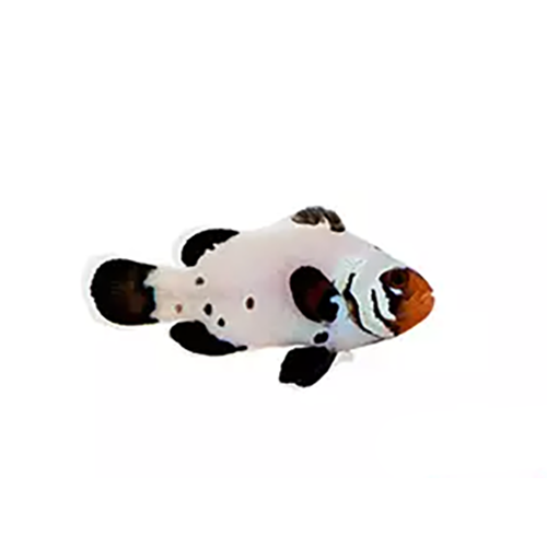 Frost Bite Clownfish