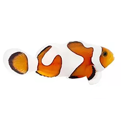 Gladiator Clownfish