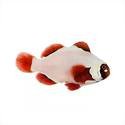 Gold Nugget Maroon Clownfish