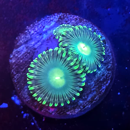 BA Pale Alien Zoanthid