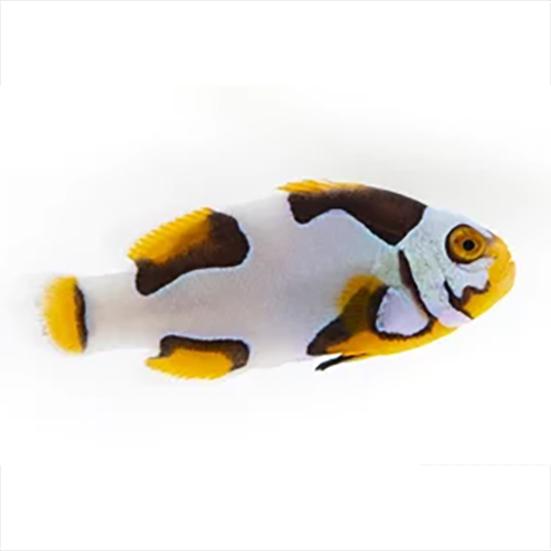 Helmet Extreme Onyx Picasso Clownfish