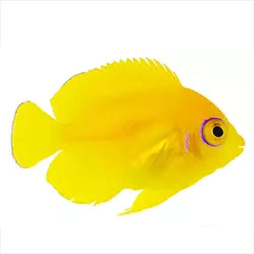 Lemonpeel Angelfish