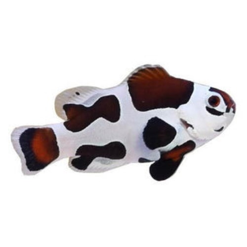 Mocha Storm Clownfish