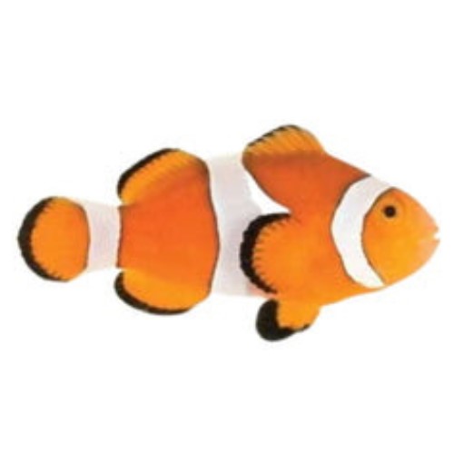 Orange Ocellaris Clownfish (Amphiprion ocellaris) – Captive Bred
