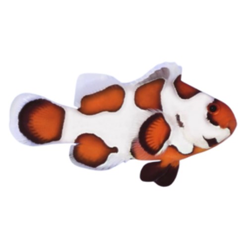 Orange Storm Clownfish (Amphiprion ocellaris) – Captive Bred