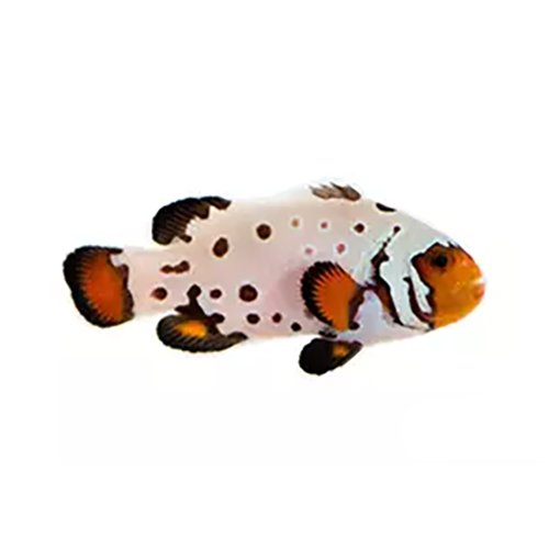 Premium Frostbite Clownfish