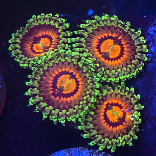 Rainbow Incernerator Zoanthid