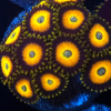 Scrambled Eggs Zoanthid