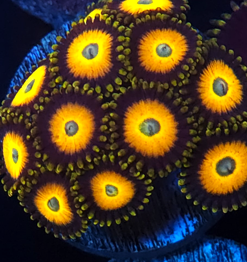 Scrambled Eggs Zoanthid