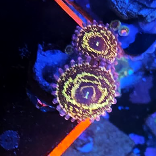Stratosphere Zoanthid