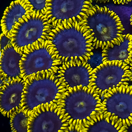 Aquaman Zoanthid