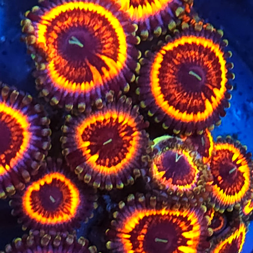 Armagetton Zoanthid