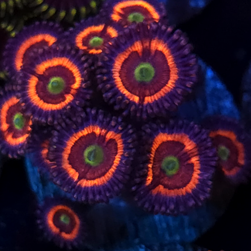 Armor of God Zoanthid