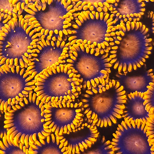 Bam Bam Zoanthid