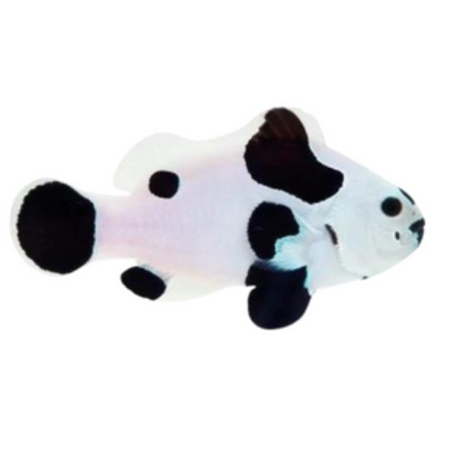 Black Storm Clownfish Captive Bred