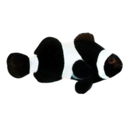 Black Ocellaris Clownfish (Darwin) – Captive Bred