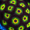Bob Marley Zoanthid