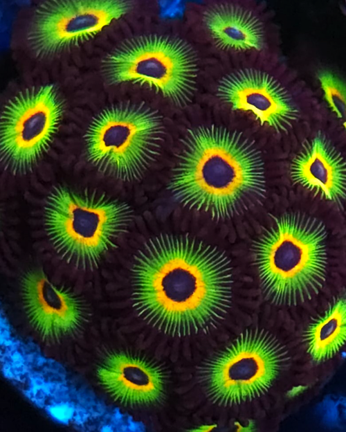 Bob Marley Zoanthid