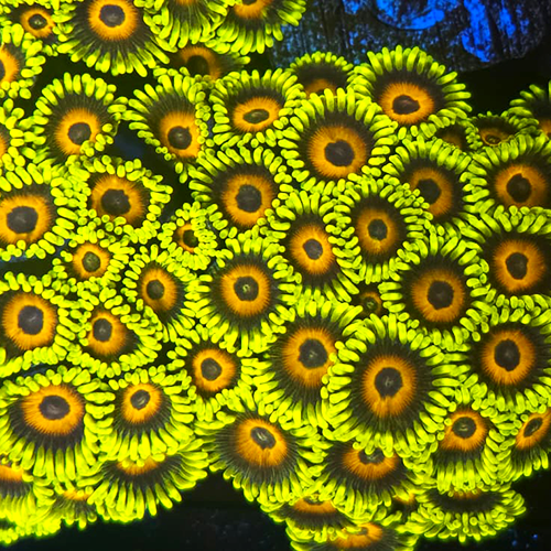 Eagle Eye Zoanthid