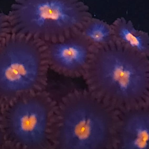 Miami Vice Zoanthid