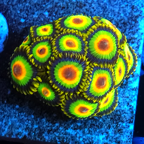 Rasta Zoanthid