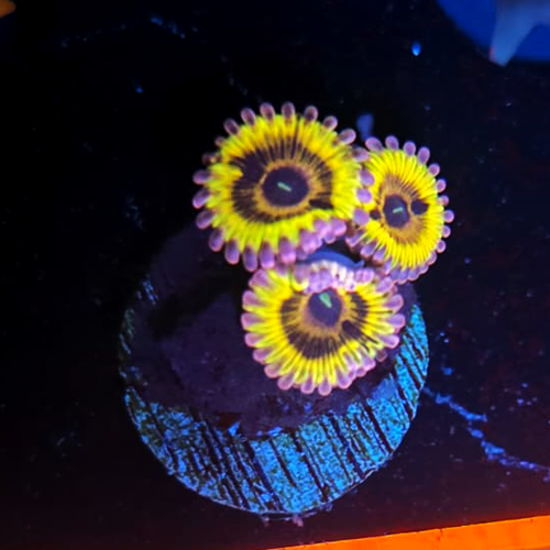 Stratocaster Zoanthid
