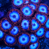 Superman Zoanthids