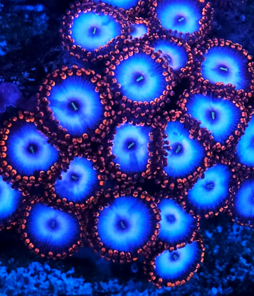 Superman Zoanthids