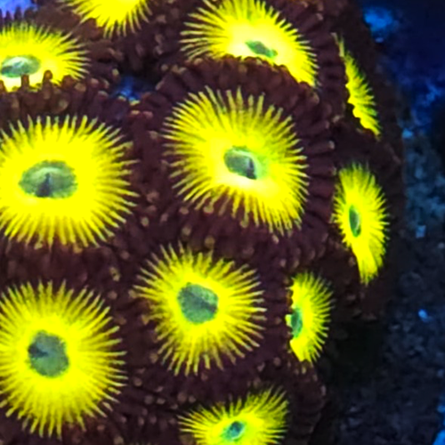 Wolverine Zoanthid