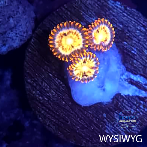 BA Orange Blaster 3 Polyp