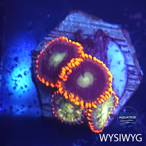 BA Orange Blaze 4 Polyp