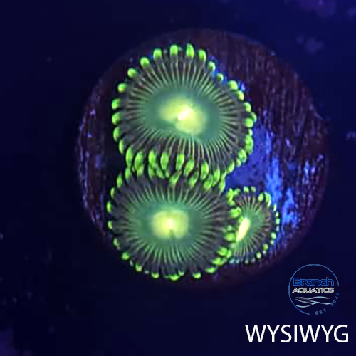 BA Pale Alien 3 Polyp