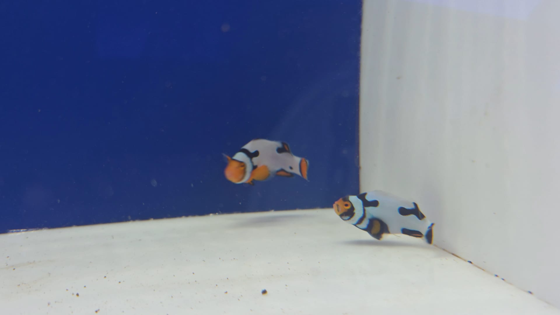 Bali Picassos Pair WYSIWYG